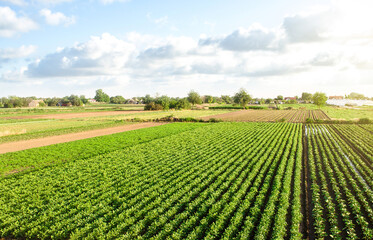 Fototapeta na wymiar Aerial view of plantation landscape of green potato bushes. Agroindustry and agribusiness. European organic farming. Growing food. Growing care and harvesting. Beautiful countryside farmland.
