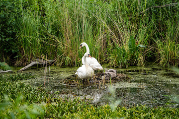 Swans with young ones in a natural nest in the water, surrounded by greenery in a natural water reservoir