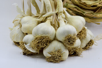 Garlic is a plant that using in cooking and in herbal medicine to its strong smell and delicious taste.