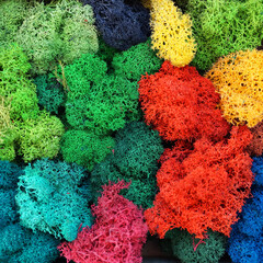 multicolored stabilized moss for ecological interior design