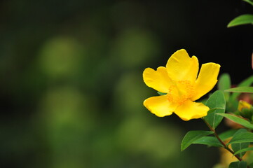 Obraz na płótnie Canvas yellow flower on green background