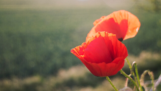 Slany, Czech Republic - 27.05.2020: scarlet poppies in the green grass