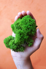 Naklejka na ściany i meble green stabilized moss in girl's hand as a symbol of purity