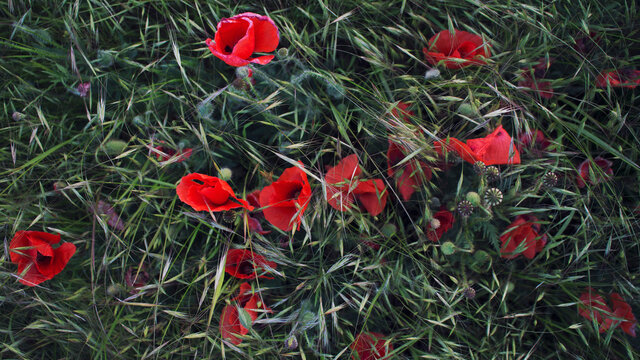 Slany, Czech Republic - 27.05.2020: scarlet poppies in the green grass
