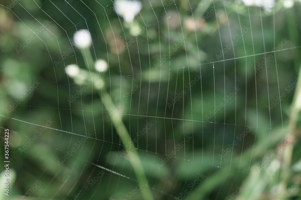 Poster cobweb or spider's web against a natural background, dew on a spider .