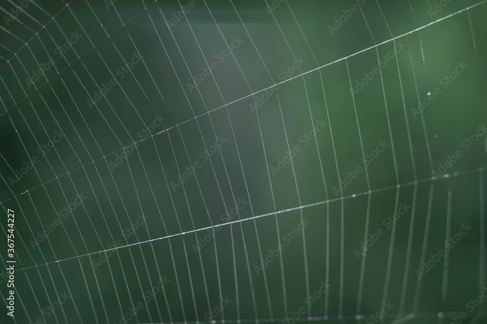Poster cobweb or spider's web against a natural background, dew on a spider .