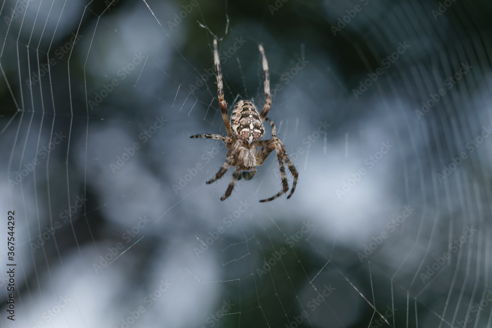 Aufkleber cobweb or spider's web against a natural background, dew on a spider .