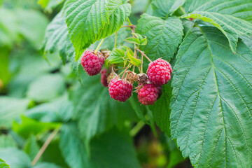 Red ripe raspberries grow on a branch