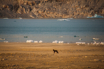 Fototapeta na wymiar Arctic fox between icebergs in Narsaq fiords, South West Greenland