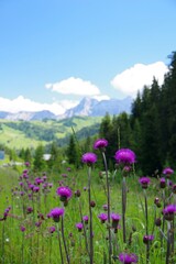 Obraz premium Bergblick