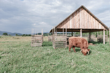  Shetland brown Bos taurus in the meadow beautiful landscape mountain background.