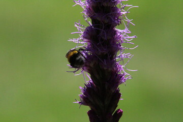 bee on a flower