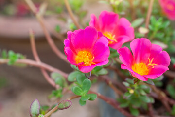 Obraz premium Beautiful pink portulaca flower bloom in garden with sunlight in the morning.