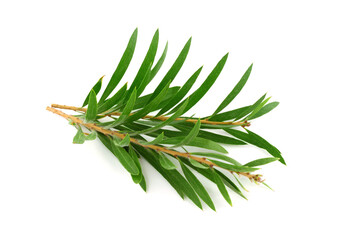 Melaleuca (Tea Tree) Isolated on White Background.