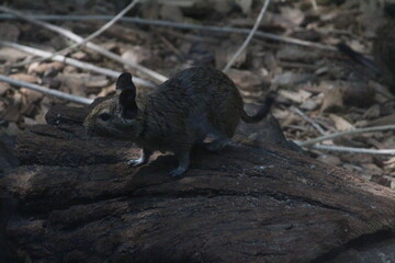 squirrel on a rock