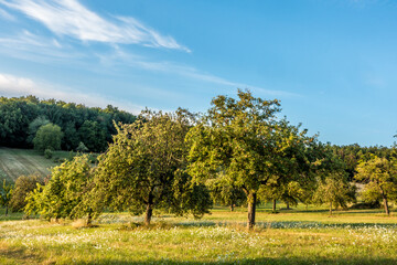 Baumgrundstück im Sommer