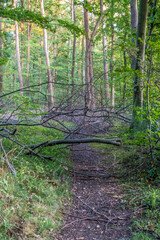 Durch Äste versperrter Waldweg