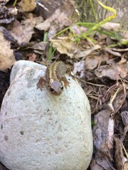 Salamanders on stone in the shade