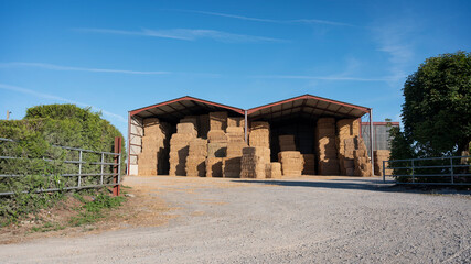 Naklejka premium large piles of stacked straw bales in the noerth of france