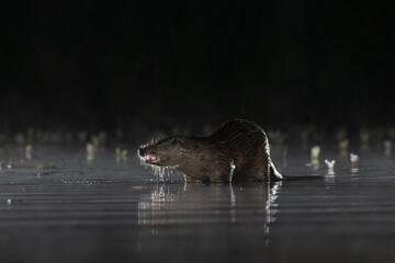 Fototapeta premium European otter (Lutra lutra) photographed on a misty night with reflection in the pool