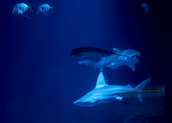 Tiger shark in the ocean surrounded by fish