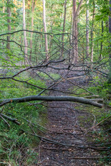 Durch &Auml;ste versperrter Waldweg