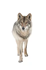 Deurstickers Standing gray wolf in the snow in winter isolated on white background. © fotomaster