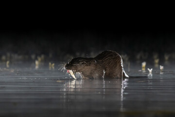 Fototapeta premium European otter (Lutra lutra) photographed on a misty night with reflection in the pool