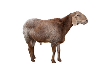 sheep breed isolated on white background.(Hissar thick tail breed)
