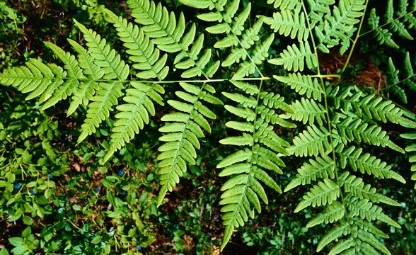 large green sheet of forest fern closeup on a blurred background of grass and blue berries