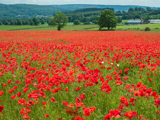 Field of red Poppies in the Peak District of Derbyshire