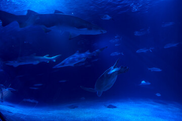 Fototapeta na wymiar Group of marine animals in the ocean