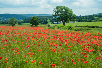 Obraz na płótnie Canvas Field of red Poppies in the Peak District of Derbyshire