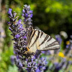 papillon sur fleurs sauvages de couleur violette-2