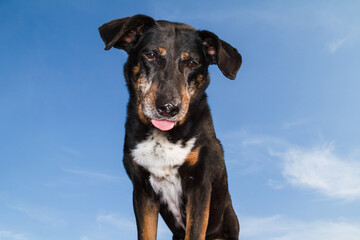 Beautiful black dog against blue sky