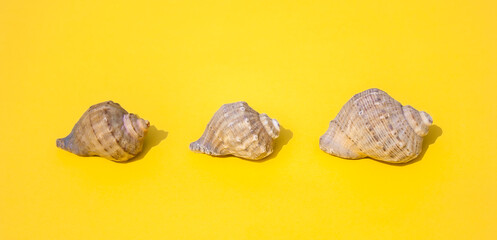 three sea shells lie at a distance from each other on a yellow background