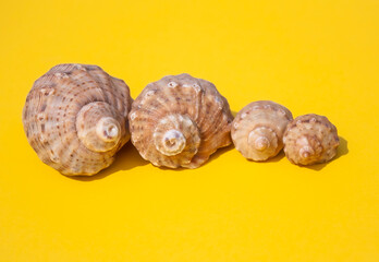 beautiful seashells lie in a row on a yellow background