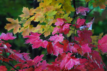 AUTUMN-FALL- Brightly Colored Maple Leaves in New York