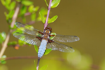 Broad-bodied Chaser - Libellula depressa, beautiful large dragonfly from European still waters, Zlin, Czech Republic.