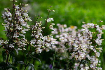 Close up of a Bear tongue also called Penstemon laevigatus