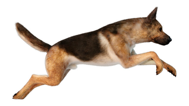 3D Rendering German Shepherd On White