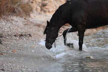 A black horse plays with the water at the beach of Benidorm-Spain.