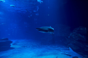 Fototapeta na wymiar Tiger shark in the ocean surrounded by fish