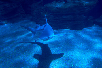 Gray shark swimming in the ocean