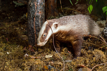 Badger in woods. Hiding for hunting. Front and side view. Stuffed.
