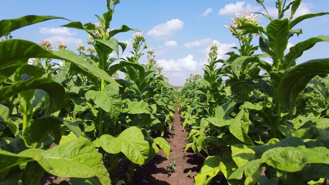Walking through a field of tobacco between the rows, point of view. Farmer controls the condition of the crop on a bright summer day