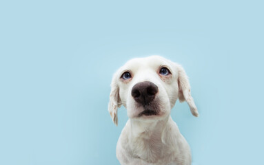 Portrait attentive puppy dog  looking up with colored eyes. Isolated on blue background.