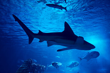 Gray shark swimming in the ocean together turtle