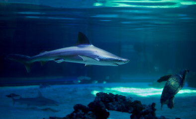 Gray shark swimming in the ocean together turtle