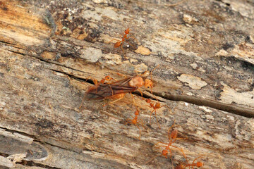 Food chain, diligence and unity of ants.